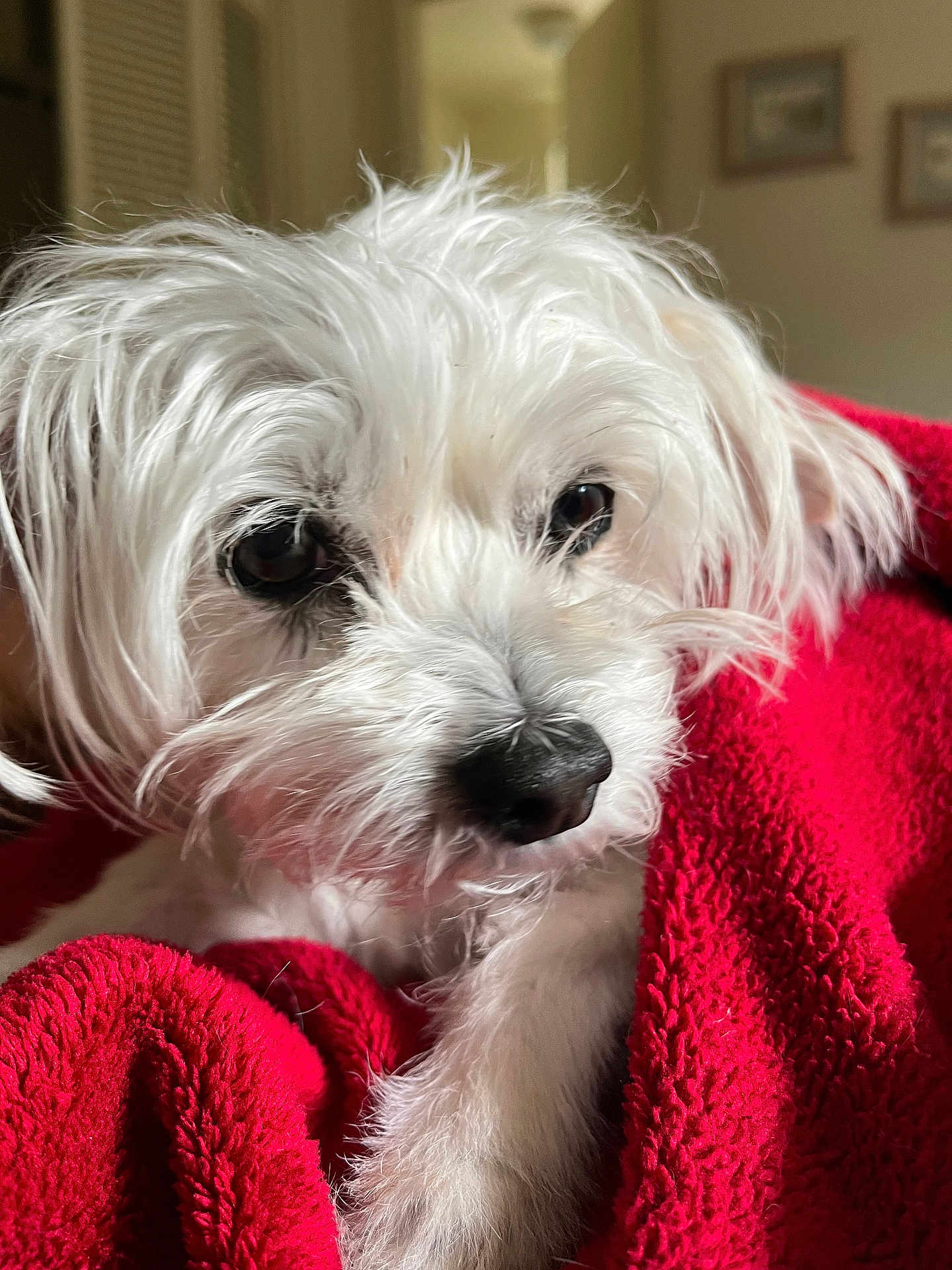 Omar joined the competition — help win amazing prizes! dog, white_dog, pet, close_up, blanket, red_blanket, cozy, fur, indoor, portrait, cute, snuggled, animal, mammal, companion, relaxed, face, nose, paw, soft