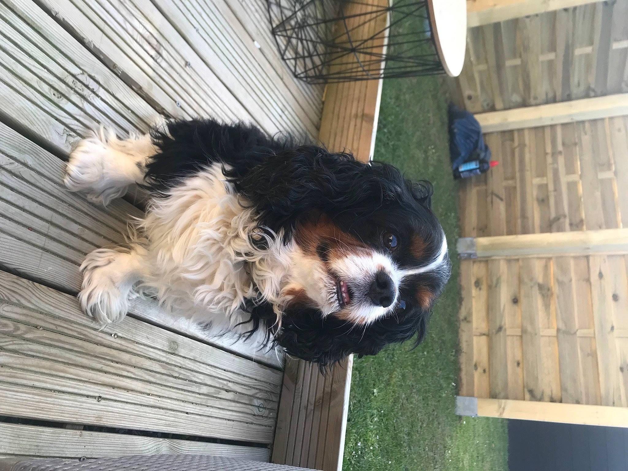 Joyce a rejoint le concours — aidez-le/la à gagner de superbes lots ! bernese_mountain_dog, canidae, carnivore, collar, companion_dog, dog, dog_breed, dog_collar, fur, herding_dog, plant, snout, sporting_group, tail, tree, whiskers, window, wood, working_animal, working_dog