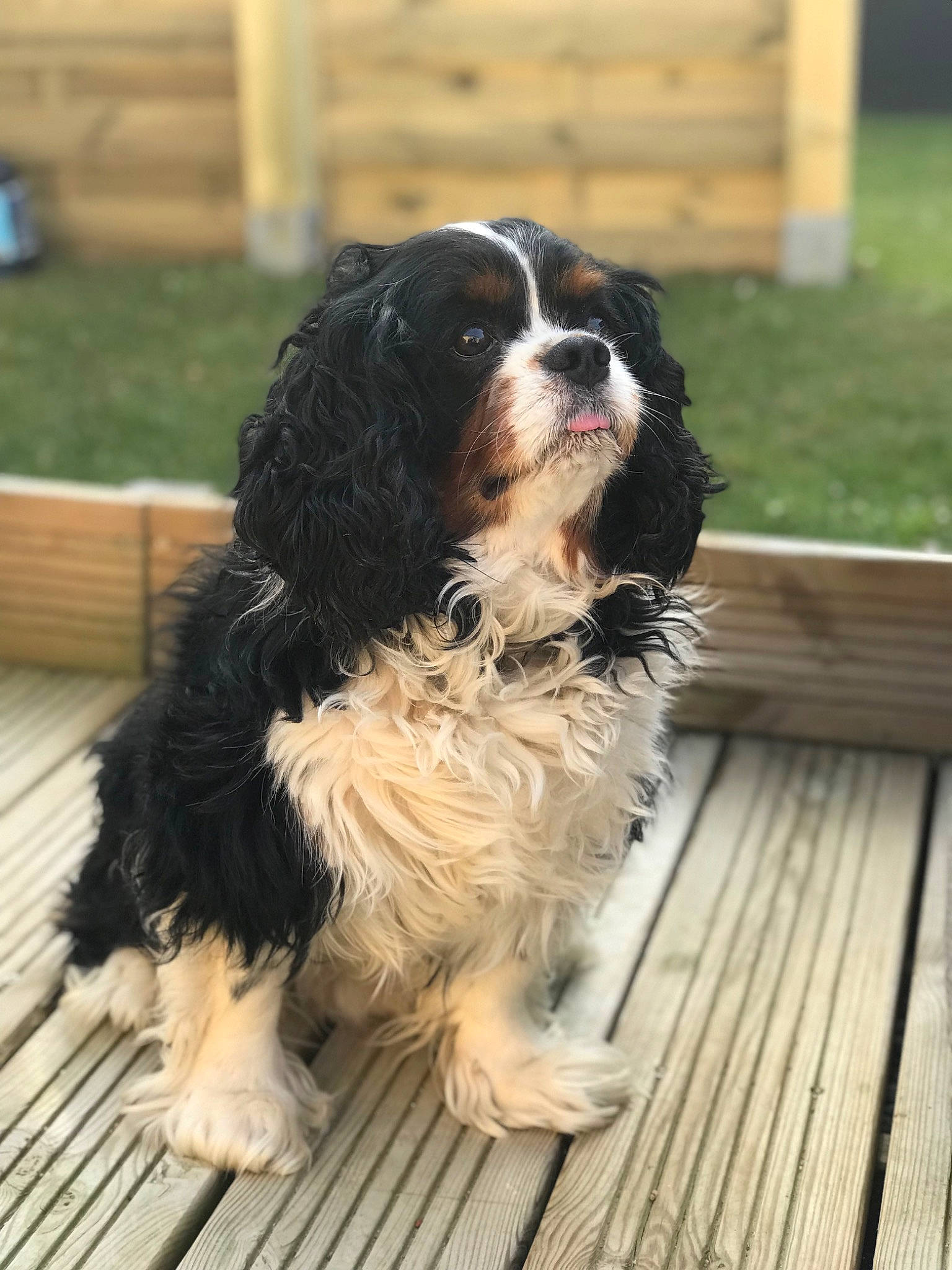 Joyce a rejoint le concours — aidez-le/la à gagner de superbes lots ! canidae, carnivore, cavalier_king_charles_spaniel, companion_dog, dog, dog_breed, fur, grass, hardwood, king_charles_spaniel, liver, plant, snout, sporting_group, tail, terrestrial_animal, toy_dog, wood, working_animal, working_dog