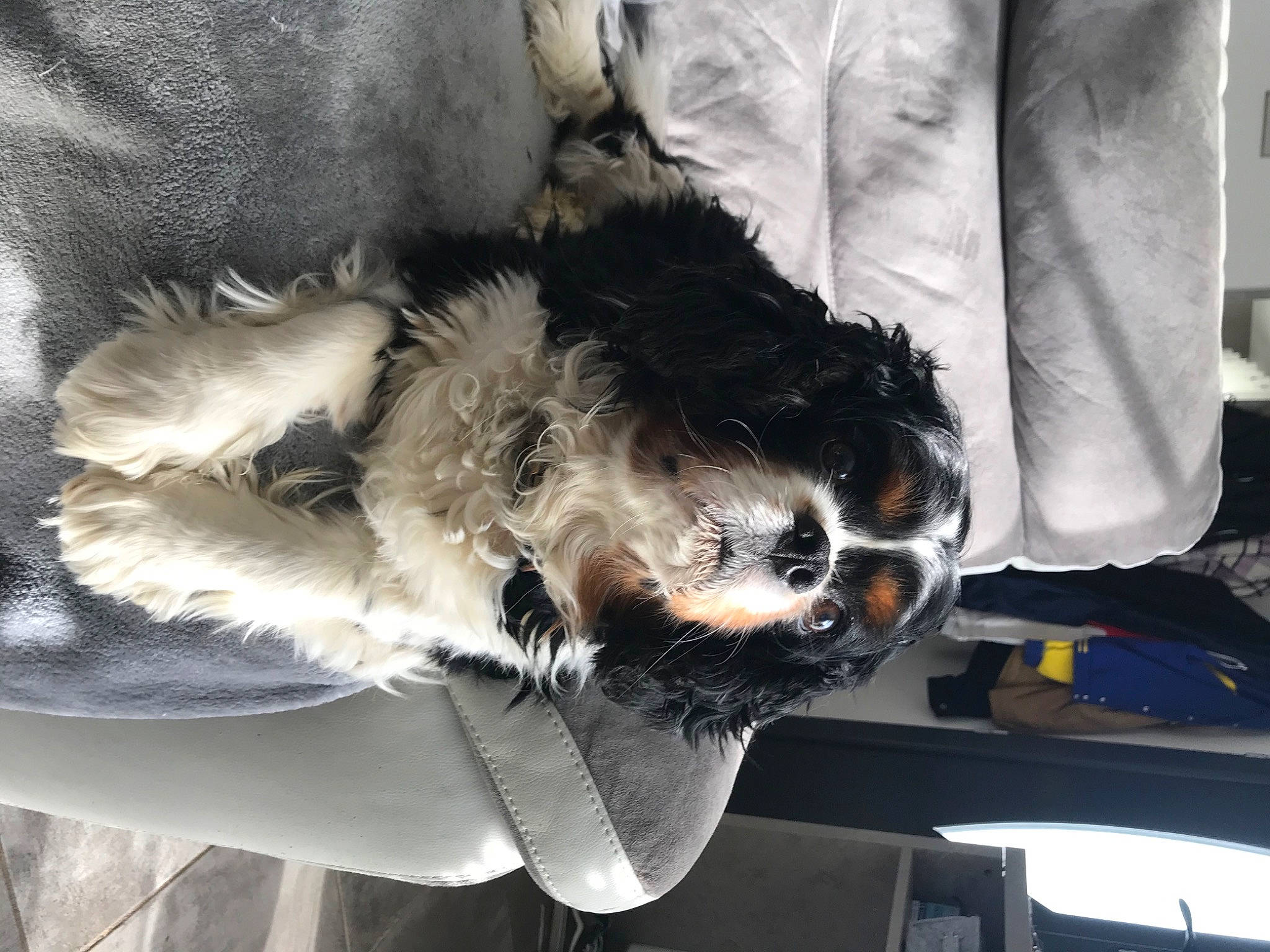 Joyce a rejoint le concours — aidez-le/la à gagner de superbes lots ! canidae, carnivore, comfort, companion_dog, couch, dog, dog_breed, eyewear, felidae, fur, glasses, mammal, small_to_medium_sized_cats, snout, sporting_group, sunglasses, tail, textile, toy_dog, whiskers