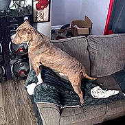 Simon is registered to the contest to win money with this photo: alert, animal, blanket, brindle, cardboard_box, chair, couch, cozy, curtain, decor, dog, furniture, home, indoor, living_room, pet, side_view, speaker, wall_art, wood_floor