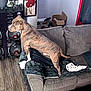 alert, animal, blanket, brindle, cardboard_box, chair, couch, cozy, curtain, decor, dog, furniture, home, indoor, living_room, pet, side_view, speaker, wall_art, wood_floor