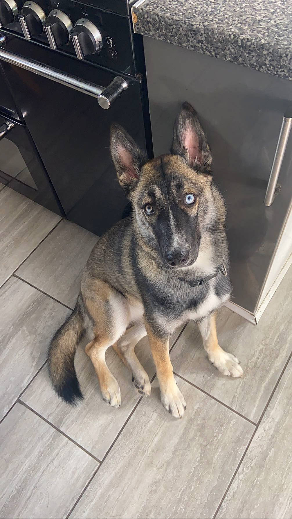 Tishka joined the competition — help win amazing prizes! canidae, carnivore, companion_dog, dog, dog_breed, dog_supply, east_european_shepherd, fur, german_shepherd_dog, herding_dog, snout, sporting_group, terrestrial_animal, wood, working_animal, working_dog