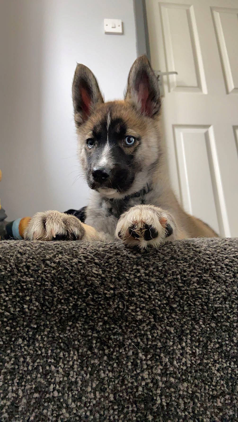 Tishka joined the competition — help win amazing prizes! canidae, carnivore, comfort, companion_dog, dog, dog_breed, dog_supply, door, fawn, fur, grey, linens, non_sporting_group, puppy, snout, sporting_group, terrestrial_animal, toy_dog, whiskers, working_animal