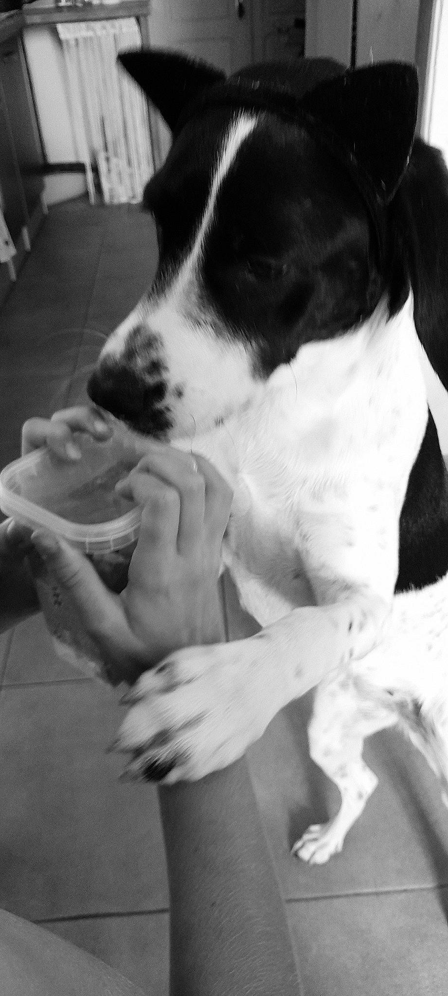 Galaxie a rejoint le concours — aidez-le/la à gagner de superbes lots ! black_and_white, bored, carnivore, comfort, companion_dog, dog, dog_breed, elbow, fur, gesture, monochrome, monochrome_photography, non_sporting_group, photography, snout, sporting_group, style, white, working_animal