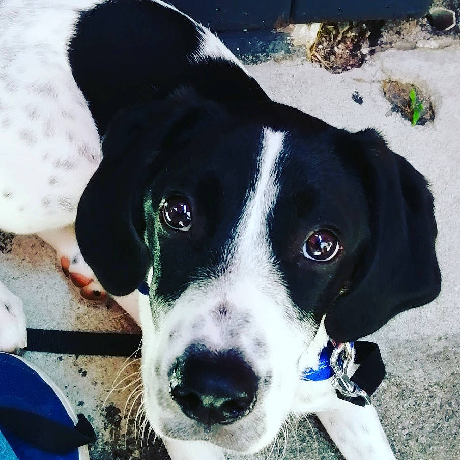 Galaxie a rejoint le concours — aidez-le/la à gagner de superbes lots ! adventure, blue, borador, canidae, carnivore, collar, companion_dog, dog, dog_breed, dog_collar, dog_supply, electric_blue, plant, puppy, snout, snow, sporting_group, whiskers, working_animal, working_dog