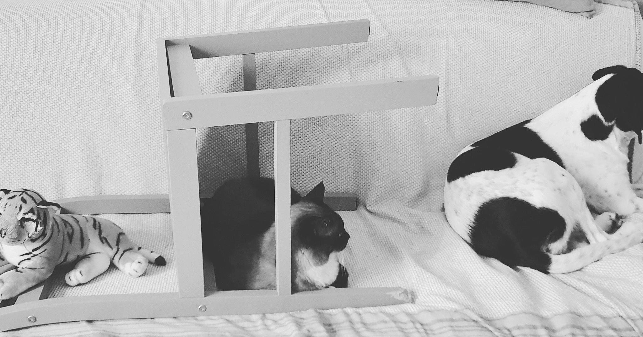 Galaxie participe au concours pour gagner de l'argent avec cette photo : bedding, black, black_and_white, carnivore, comfort, companion_dog, couch, dog, dog_breed, felidae, grey, linens, monochrome, monochrome_photography, rectangle, small_to_medium_sized_cats, snout, style, tints_and_shades, wood