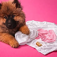 Atchoum a rejoint le concours — aidez-le/la à gagner de superbes lots ! puppy, dog, fluffy, pink_background, white_shirt, heart_stain, crumb, cute, pet, animal, fur, lying_down, portrait, studio, mischief, soft, close_up, adorable, young_dog, playful