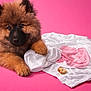 puppy, dog, fluffy, pink_background, white_shirt, heart_stain, crumb, cute, pet, animal, fur, lying_down, portrait, studio, mischief, soft, close_up, adorable, young_dog, playful
