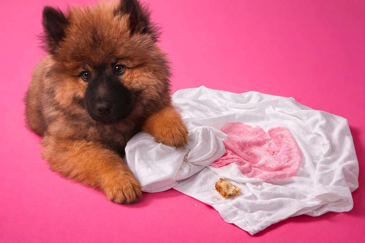 Atchoum a rejoint le concours — aidez-le/la à gagner de superbes lots ! puppy, dog, fluffy, pink_background, white_shirt, heart_stain, crumb, cute, pet, animal, fur, lying_down, portrait, studio, mischief, soft, close_up, adorable, young_dog, playful