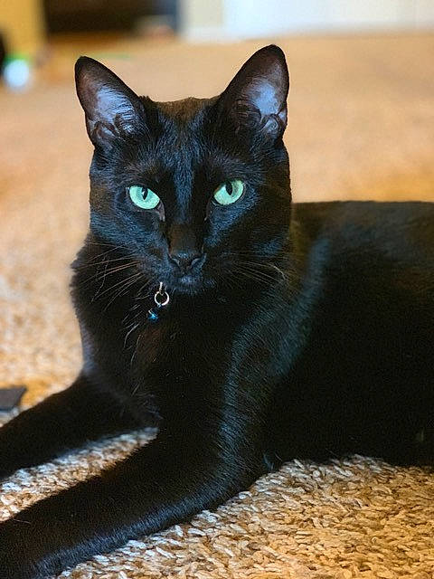 Hawkeye is registered to the contest to win money with this photo: asian, black, black_cat, bombay, burmese, carnivore, cat, domestic_short_haired_cat, eye, felidae, havana_brown, mammal, small_to_medium_sized_cats, vertebrate, whiskers