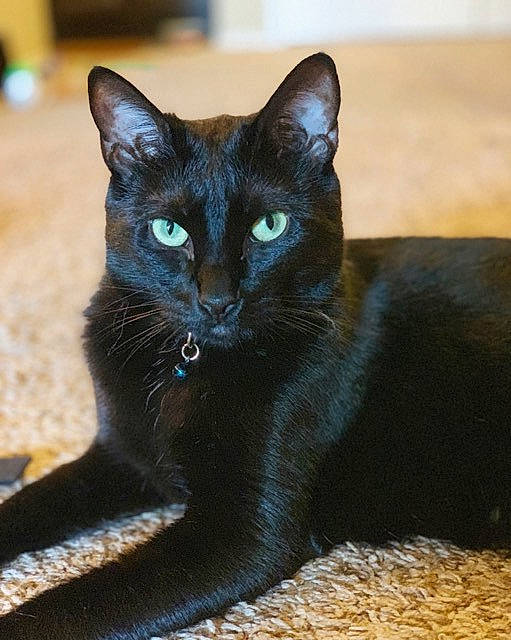 Hawkeye is registered to the contest to win money with this photo: asian, black_cat, bombay, burmese, carnivore, cat, domestic_short_haired_cat, felidae, havana_brown, javanese, korat, mammal, small_to_medium_sized_cats, vertebrate, whiskers