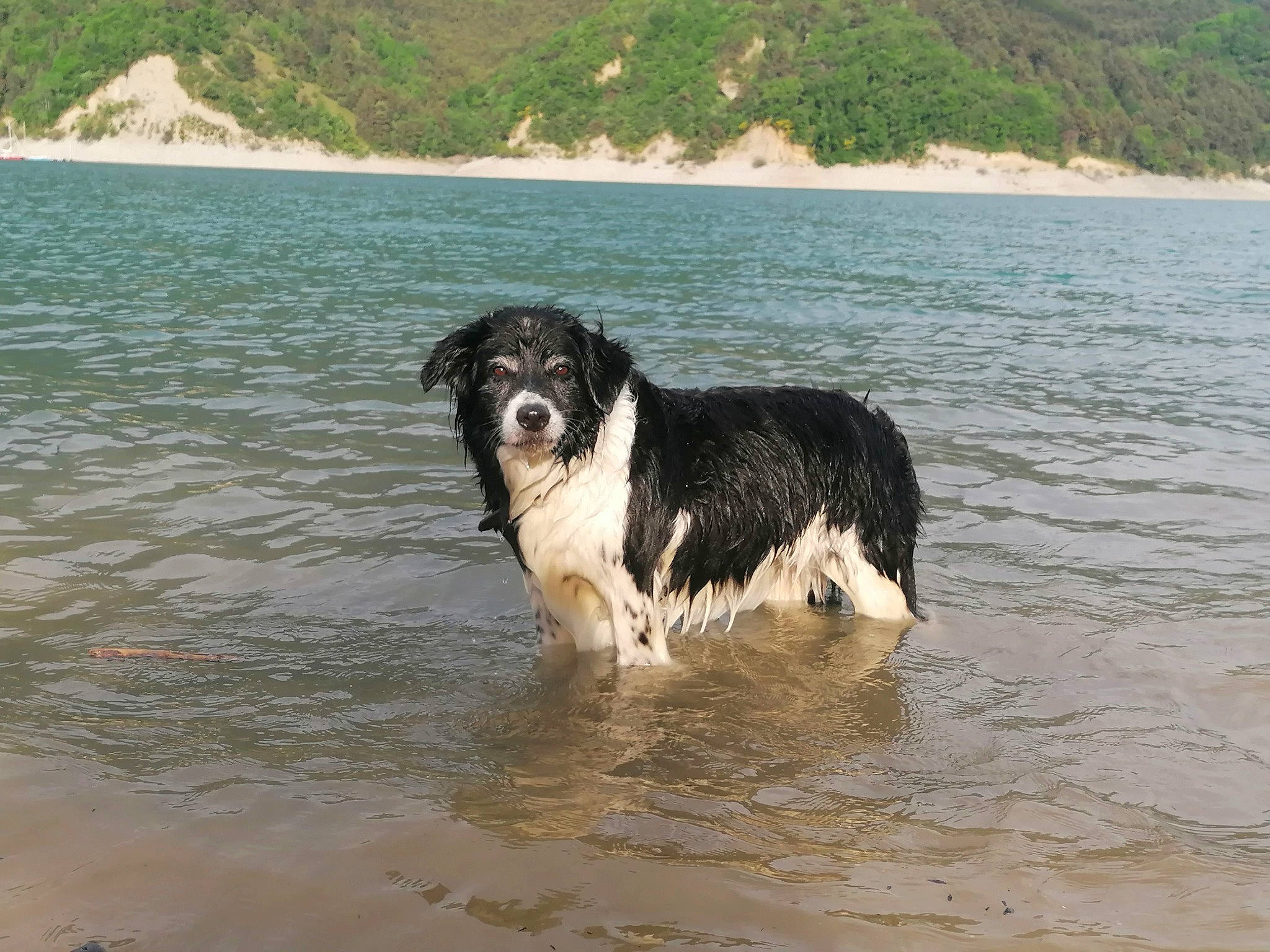 Havana participe au concours pour gagner de l'argent avec cette photo : beach, canidae, carnivore, coast, companion_dog, dog, dog_breed, gun_dog, herding_dog, lake, liquid, ocean, shore, sporting_group, water, water_resources, wave, wind_wave, working_animal, working_dog