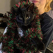 Jeff joined the competition — help win amazing prizes! person, cat, black_cat, tinsel, holiday_decor, indoor, glasses, smile, face, pet, holding, festive, christmas, decorations, curious, feline, closeup, warm_lighting, casual_clothing, home