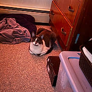 Fred is registered to the contest to win money with this photo: cat, indoor, carpet, furniture, dresser, box, blanket, pet, fur, animal, cozy, floor, domestic, curious, resting, brown, white, eyes, ears, household