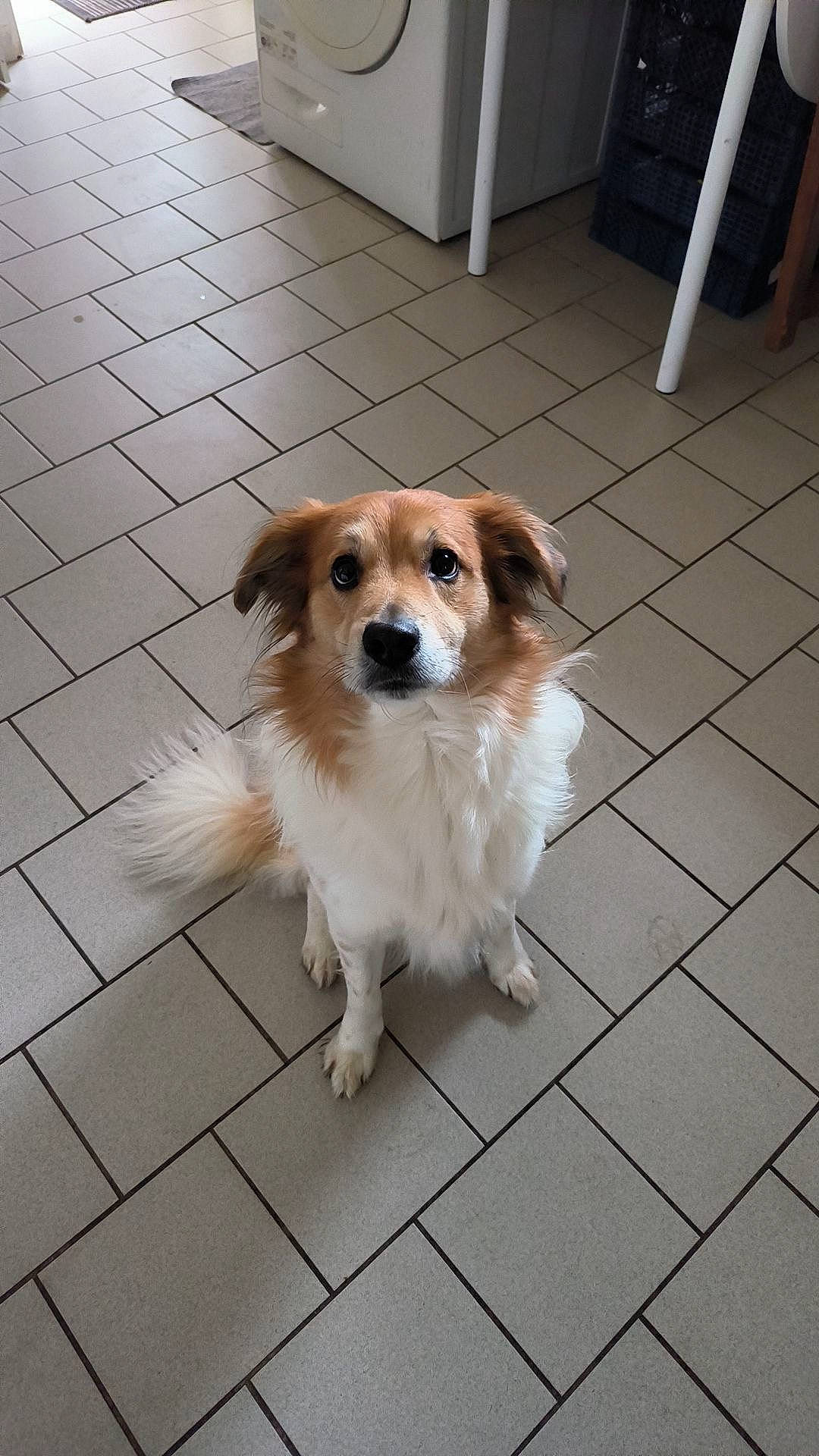 Carlos participe au concours pour gagner de l'argent avec cette photo : canidae, carnivore, chair, collar, companion_dog, dog, dog_breed, door, fawn, floor, flooring, fur, hardwood, paw, plant, snout, sporting_group, tail, toy_dog, whiskers