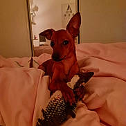 Myelle a rejoint le concours — aidez-le/la à gagner de superbes lots ! dog, toy, fish, blanket, bed, indoor, pet, brown_dog, ears, soft_lighting, mirror, reflection, cozy, cute, animal, resting, sleeping_area, home, comfort, warm