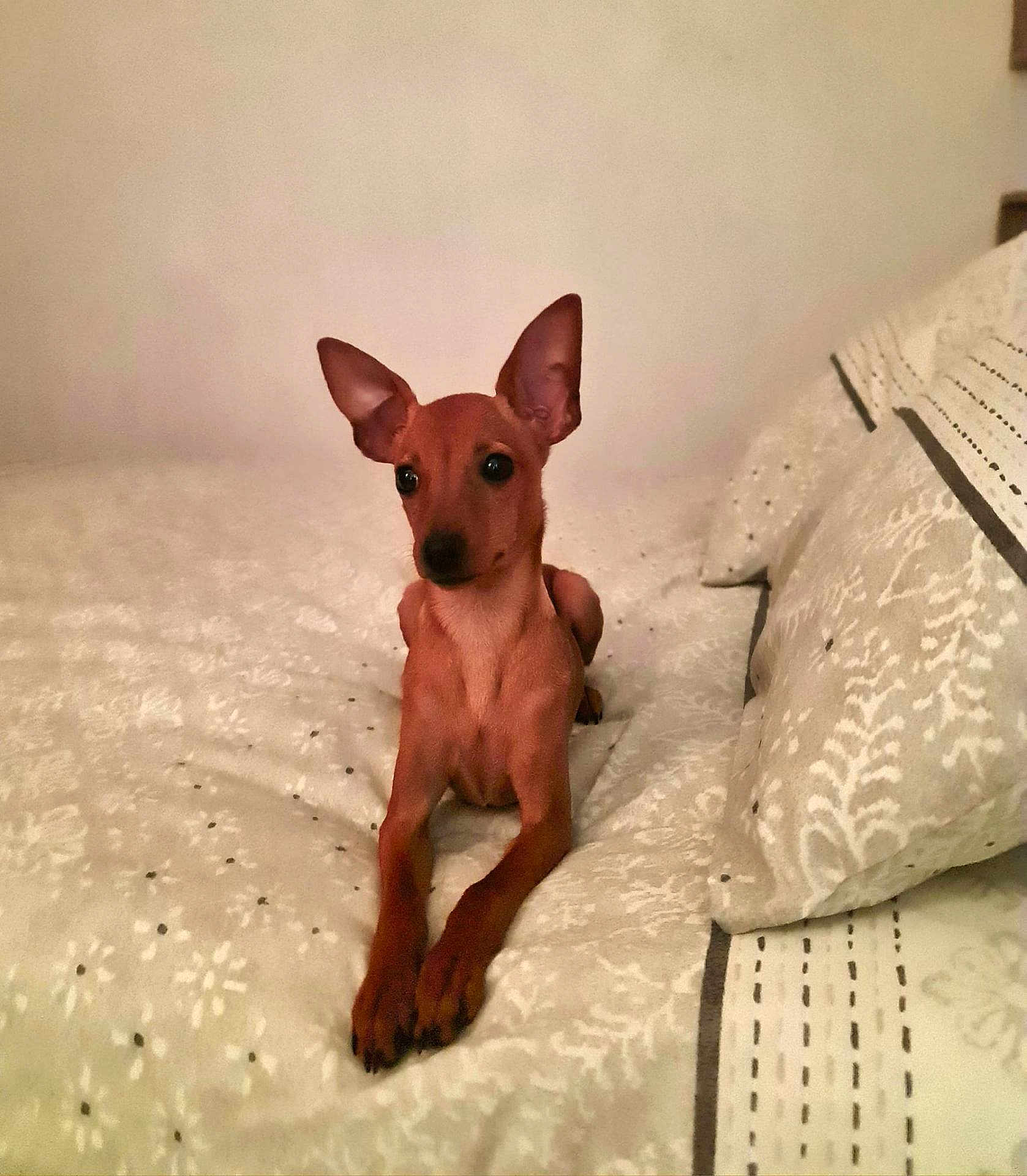 Myelle a rejoint le concours — aidez-le/la à gagner de superbes lots ! dog, small_dog, brown_dog, pet, bed, bedding, blanket, indoors, resting, alert, ears, animal, canine, cute, companion, furniture, home, lying_down, portrait, young_dog