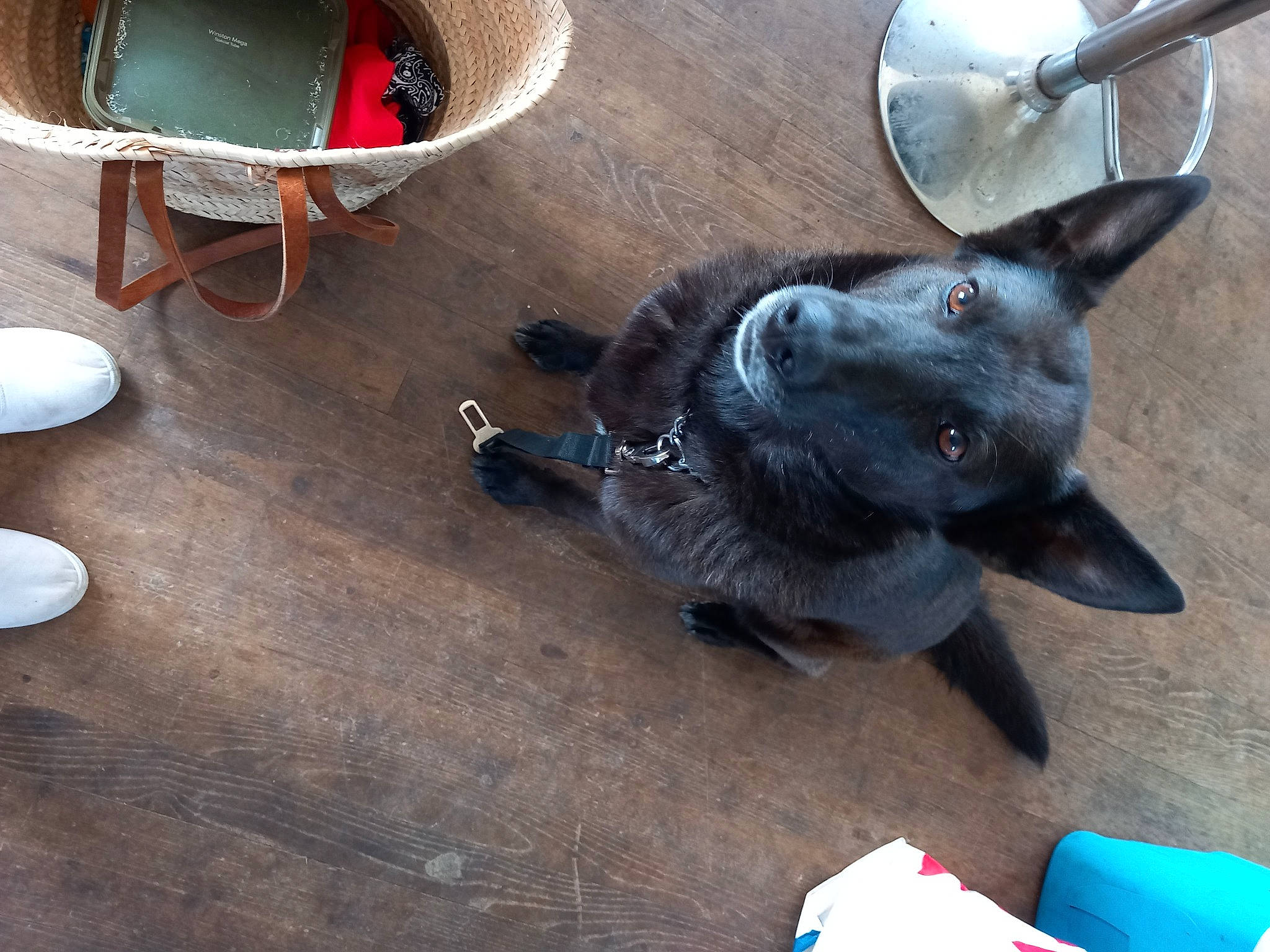 Saphyr a rejoint le concours — aidez-le/la à gagner de superbes lots ! canidae, carnivore, chair, collar, companion_dog, dog, dog_breed, dog_collar, eyewear, fashion_accessory, fawn, flooring, hardwood, kitchen_utensil, snout, sporting_group, table, tail, wood, working_animal