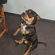 Ulysse a rejoint le concours — aidez-le/la à gagner de superbes lots ! dog, pet, indoor, tile_floor, collar, sitting, begging, black_and_tan, wall_socket, chair_leg, paw, tail, fur, looking_up, cute, portrait, domestic_animal, home_interior, excitement, companion