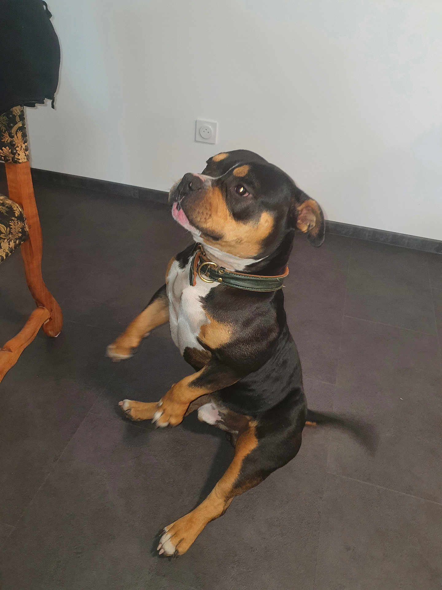 Ulysse a rejoint le concours — aidez-le/la à gagner de superbes lots ! dog, pet, indoor, tile_floor, collar, sitting, begging, black_and_tan, wall_socket, chair_leg, paw, tail, fur, looking_up, cute, portrait, domestic_animal, home_interior, excitement, companion