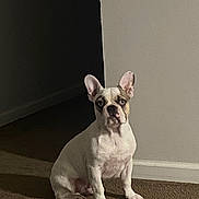 Duke joined the competition — help win amazing prizes! dog, french_bulldog, pet, indoor, carpet, wall, sitting, animal, canine, ears, looking, shadow, quiet, portrait, cute, companion, mammal, domestic, alert, still