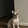 dog, french_bulldog, pet, indoor, carpet, wall, sitting, animal, canine, ears, looking, shadow, quiet, portrait, cute, companion, mammal, domestic, alert, still