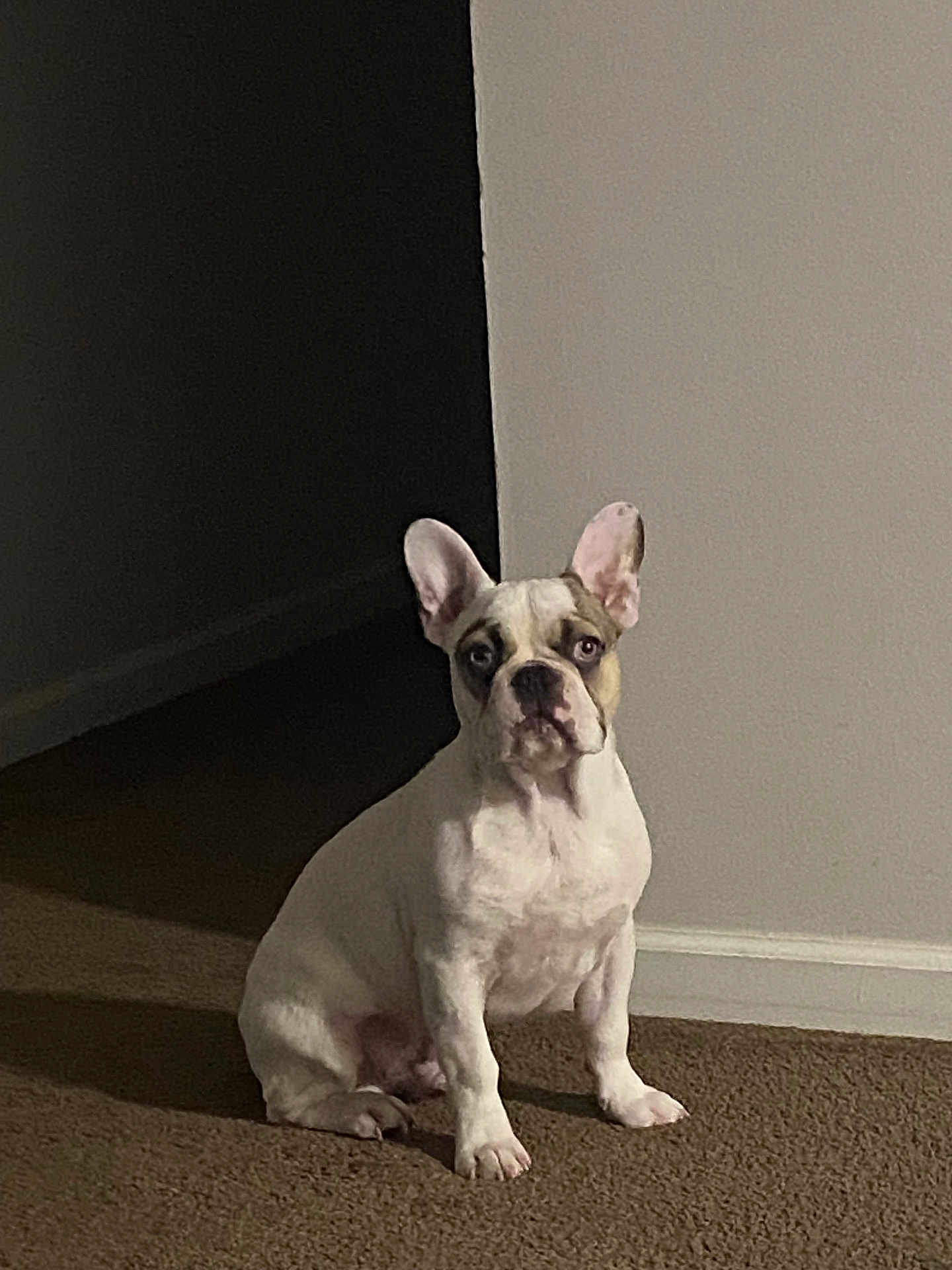 Duke