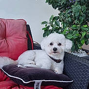 Tysaëlle a rejoint le concours — aidez-le/la à gagner de superbes lots ! dog, white_dog, pillow, red_cushion, chair, plant, green_leaves, pet, indoor, relaxing, furniture, calm, fluffy, companion, home, cozy, resting, cute, small_dog, domestic_animal