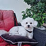 dog, white_dog, pillow, red_cushion, chair, plant, green_leaves, pet, indoor, relaxing, furniture, calm, fluffy, companion, home, cozy, resting, cute, small_dog, domestic_animal