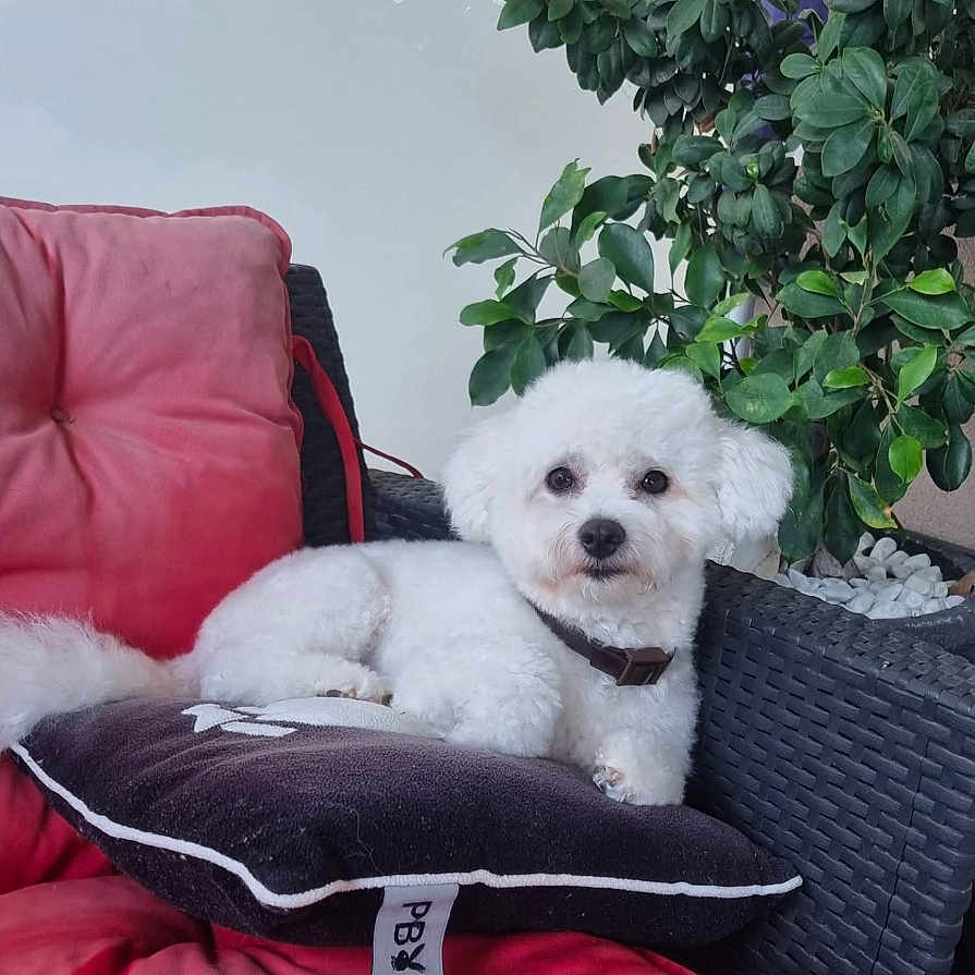Tysaëlle a rejoint le concours — aidez-le/la à gagner de superbes lots ! dog, white_dog, pillow, red_cushion, chair, plant, green_leaves, pet, indoor, relaxing, furniture, calm, fluffy, companion, home, cozy, resting, cute, small_dog, domestic_animal