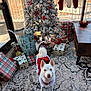 carpet, christmas_decorations, christmas_tree, decorative_rug, dog, festive, gifts, holiday, holiday_spirit, indoor, living_room, pet_clothing, red_outfit, stockings, sunlight, table, white_dog, window, winter, wrapped_presents
