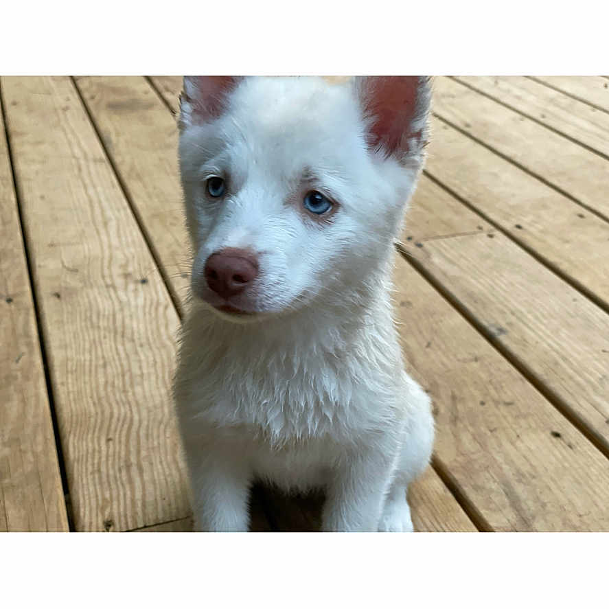Nova is registered to the contest to win money with this photo: animal, architecture, boardwalk, bridge, building, canine, deck, dog, eskimodog, hardwood, house, housing, husky, pet, porch, puppy, snout, water, whitedog, wood