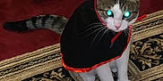 Chowa joined the competition — help win amazing prizes! cat, cape, costume, pet, animal, indoor, rug, striped_tail, white_paws, tabby, halloween, glowing_eyes, orange_trim, black_cloth, whiskers, sitting, floor, decorative_rug, household, cute