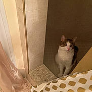 Chowa joined the competition — help win amazing prizes! cat, curious, indoor, bathroom, shower, tiled_wall, tiled_floor, curtain, rug, pet, animal, white_fur, brown_fur, pink_nose, domestic_cat, looking, sitting, cozy, home, floor