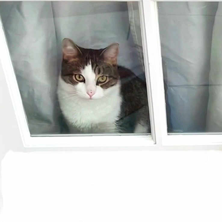 Chowa is registered to the contest to win money with this photo: cat, tabby_cat, white_fur, window, curtains, indoor, pet, animal, looking_out, curious, domestic_cat, feline, face, ears, eyes, whiskers, nose, glass, frame, house