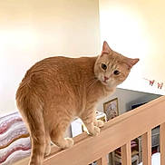 Heiwa joined the competition — help win amazing prizes! cat, ginger_cat, balancing, wooden_railing, indoor, home, curious, pet, feline, animal, domestic, cozy, furniture, decor, portrait, whiskers, tail, eyes, light, room