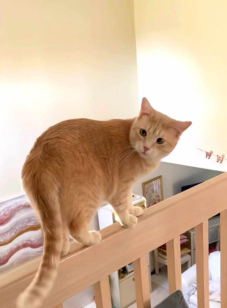 Heiwa joined the competition — help win amazing prizes! cat, ginger_cat, balancing, wooden_railing, indoor, home, curious, pet, feline, animal, domestic, cozy, furniture, decor, portrait, whiskers, tail, eyes, light, room