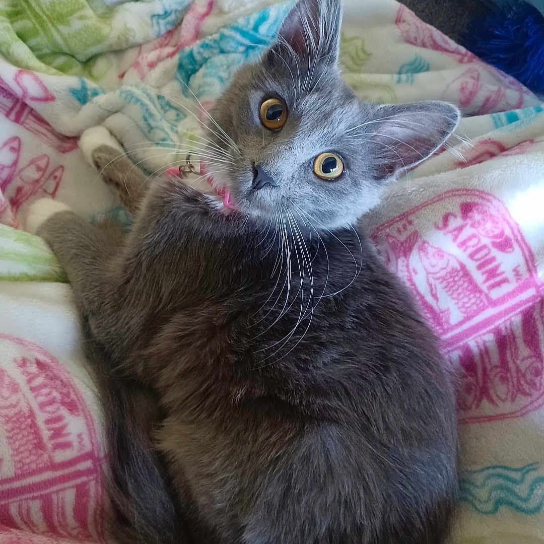 Gremlin is registered to the contest to win money with this photo: cat, gray_cat, pet, animal, feline, whiskers, ears, eyes, blanket, indoor, cute, fur, collar, resting, looking, cozy, domestic, young_cat, soft, relaxed