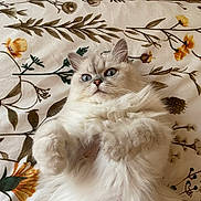 Olympe a rejoint le concours — aidez-le/la à gagner de superbes lots ! cat, fluffy, white_cat, pet, animal, lying_down, bedspread, floral_pattern, indoor, cute, wide_eyes, paws, fur, resting, domestic_cat, soft, close_up, adorable, relaxed, background