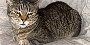 Ziggy is registered to the contest to win money with this photo: cat, tabby_cat, pet, animal, feline, ears, fur, whiskers, sitting, indoor, closeup, sleepy, resting, striped, muzzle, paw, nose, eye, background, fabric