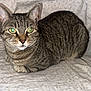 Ziggy is registered to the contest to win money with this photo: cat, tabby, pet, animal, green_eyes, feline, whiskers, ears, fur, cute, domestic_animal, sitting, resting, blanket, indoor, mammal, portrait, closeup, striped, relaxed