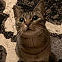 Ziggy is registered to the contest to win money with this photo: cat, tabby, indoor, carpet, patterned_carpet, close_up, curious, pet, animal, feline, whiskers, ears, eyes, sitting, fur, domestic_cat, looking_up, cute, soft_focus, cozy