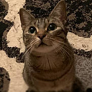 Ziggy joined the competition — help win amazing prizes! cat, tabby, indoor, carpet, patterned_carpet, close_up, curious, pet, animal, feline, whiskers, ears, eyes, sitting, fur, domestic_cat, looking_up, cute, soft_focus, cozy