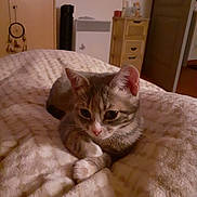Luna a rejoint le concours — aidez-le/la à gagner de superbes lots ! cat, kitten, gray_tabby, blanket, bedroom, furniture, wooden_cabinet, heater, door, indoor, pet, animal, resting, cozy, soft_texture, warm_lighting, cute, small_animal, fur, domestic