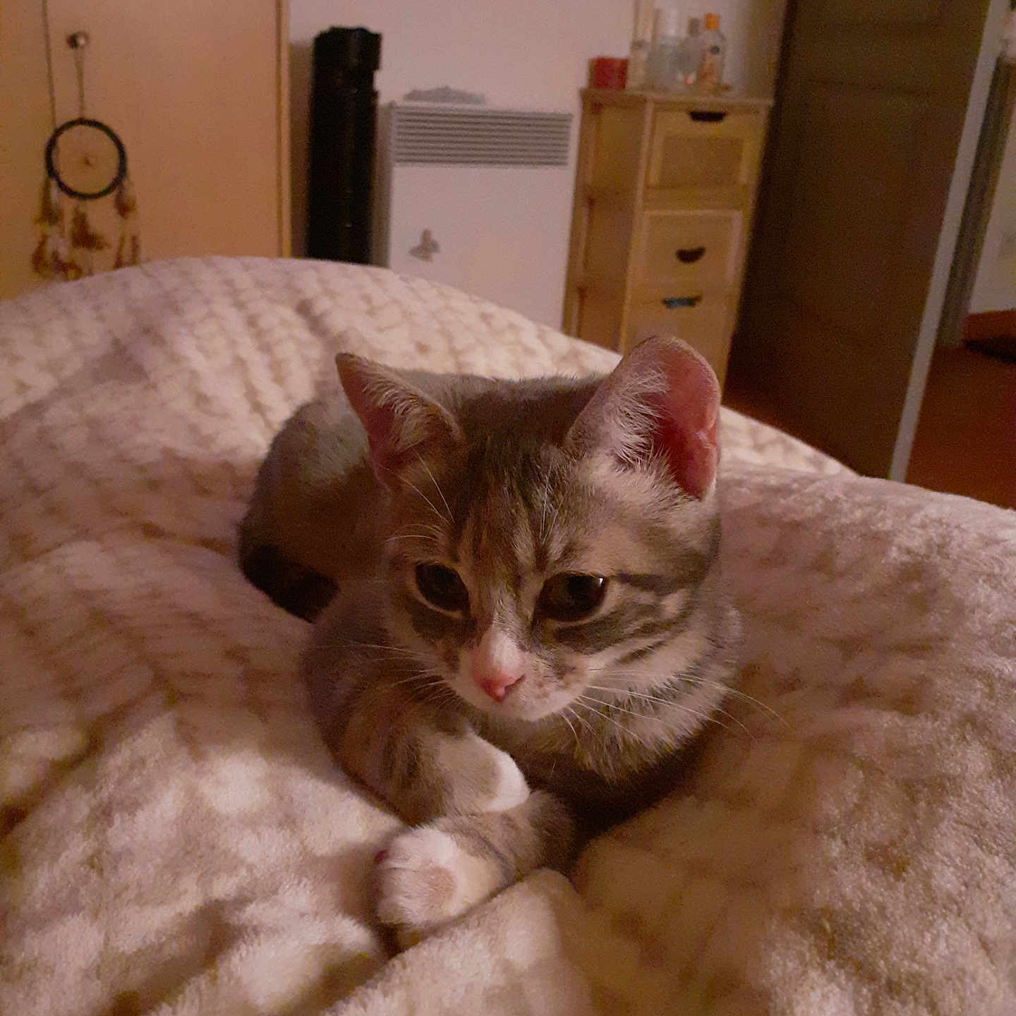 Luna a rejoint le concours — aidez-le/la à gagner de superbes lots ! animal, bedroom, blanket, cat, cozy, cute, domestic, door, fur, furniture, gray_tabby, heater, indoor, kitten, pet, resting, small_animal, soft_texture, warm_lighting, wooden_cabinet