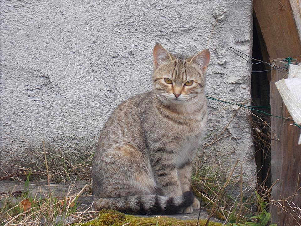 Sirga
