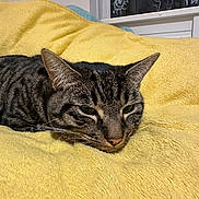 Misha joined the competition — help win amazing prizes! cat, tabby, yellow_blanket, indoor, resting, feline, pet, cozy, fur, whiskers, window, doodles, sleepy, closeup, animal, cute, soft_texture, relaxed, domestic_cat, lying_down