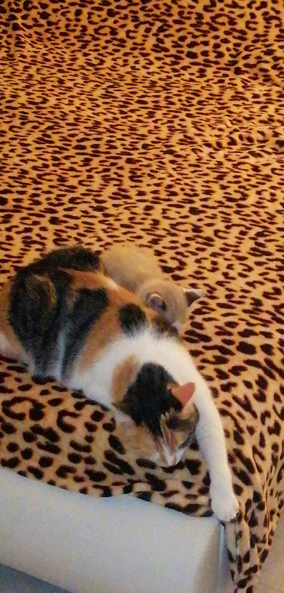 Dior participe au concours pour gagner de l'argent avec cette photo : canidae, carnivore, cat, claw, comfort, companion_dog, dog_breed, domestic_short_haired_cat, felidae, floor, flooring, fur, hardwood, paw, small_to_medium_sized_cats, sporting_group, tail, terrestrial_animal, whiskers, wood