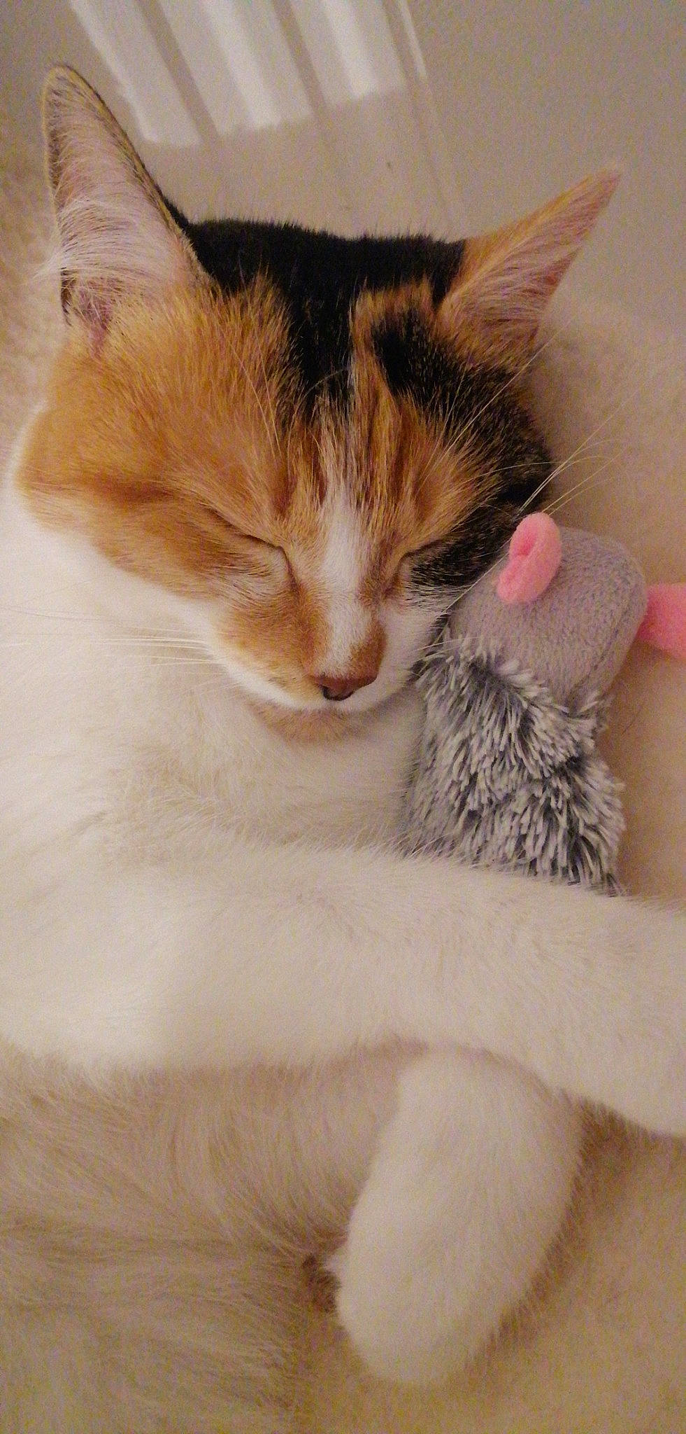 Prada participe au concours pour gagner de l'argent avec cette photo : carnivore, cat, claw, comfort, domestic_short_haired_cat, ear, fawn, felidae, fur, nap, paw, small_to_medium_sized_cats, snout, tail, whiskers